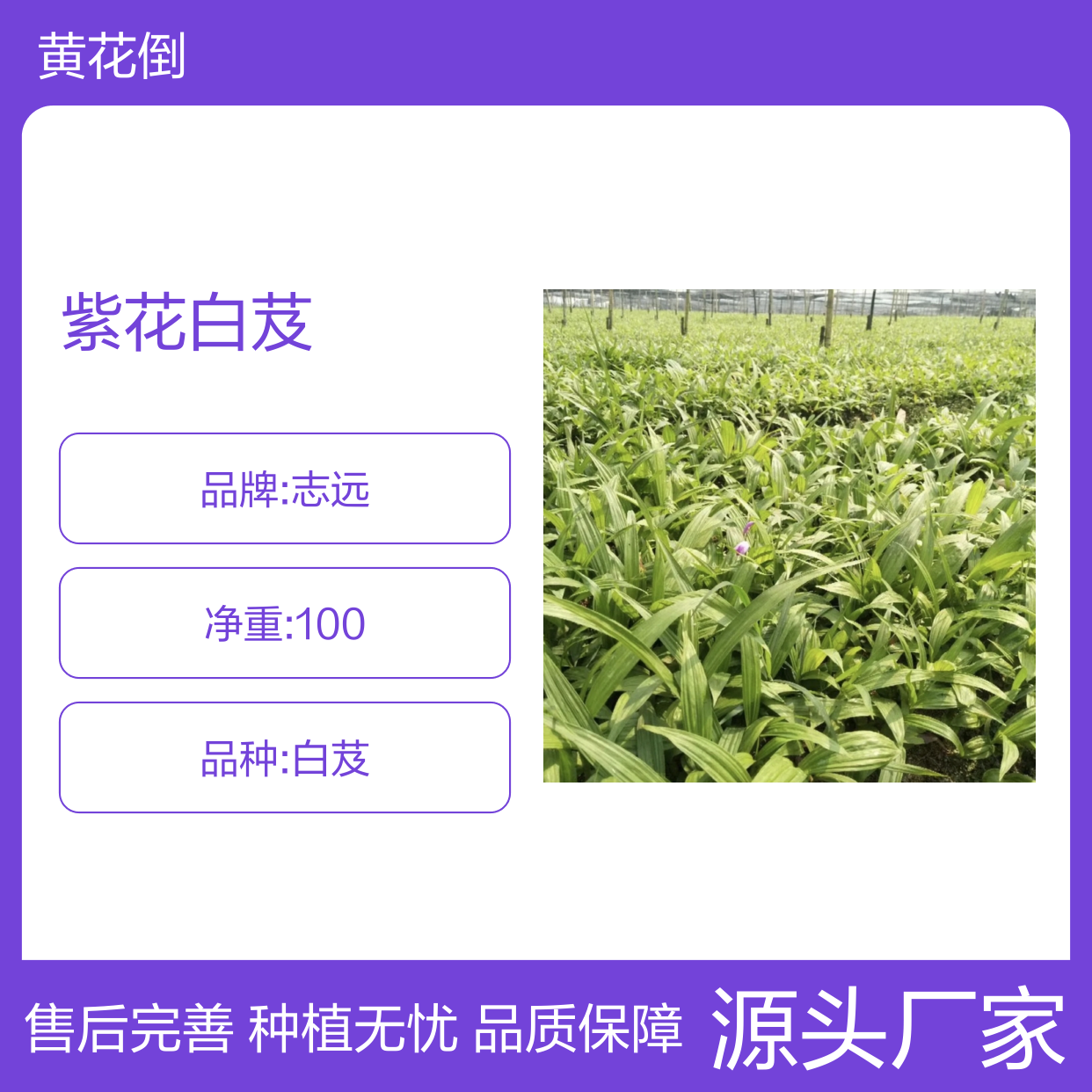 当年新采紫花白芨种子 产地直供种植技术 全流程服务