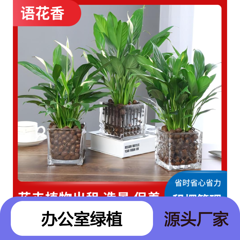 办公室绿植租摆服务 省时省心 花卉植物出租造景保养