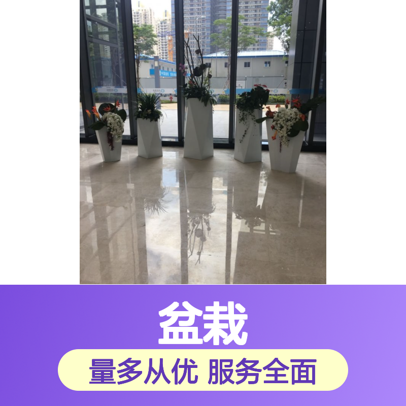 南韵竹风盆栽租摆 养护服务全包 品种多样 成活率高
