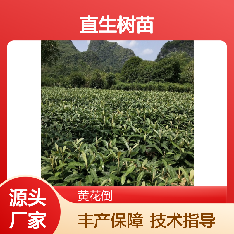 枇杷直生树苗 基地直供管理技术免费 品质优良