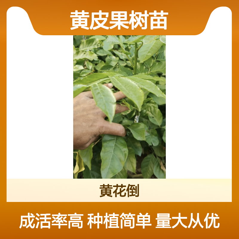 黄皮果树苗 基地直供 批发优选 嫁接成活高 管理简单