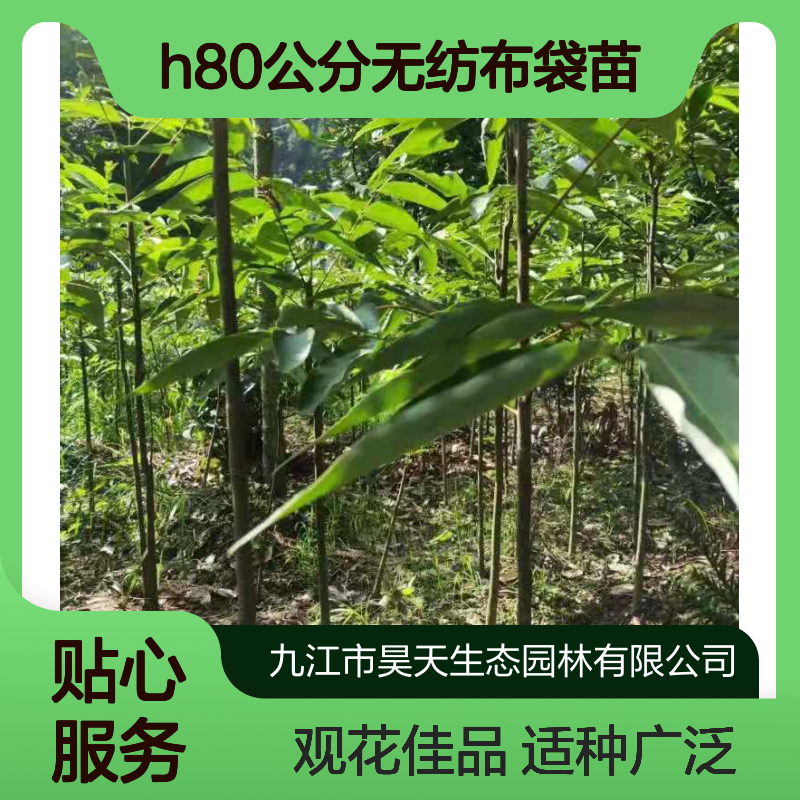 昊天园林伯乐树苗木 H80公分无纺布袋苗 长江流域适种观花落叶乔木