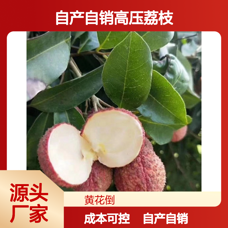 自产自销高压荔枝直生树苗 种植成本低可控 荒山农田均可种植