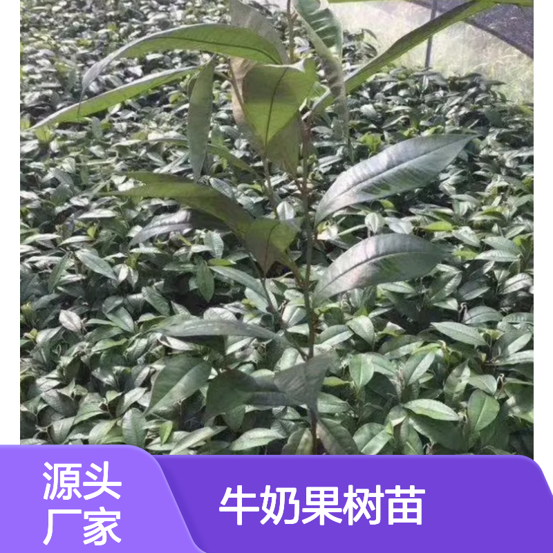 牛奶果树苗 批发种植 四季可繁殖 不择土壤 生长迅速