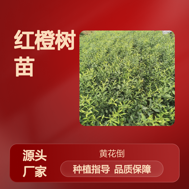 百亩红橙种植区 高产红橙树苗批发 优质嫁接 基地直供