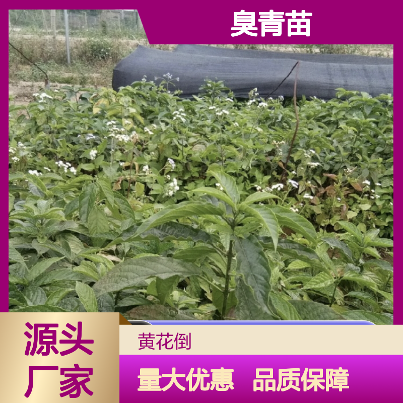 精选臭青苗 生长旺盛易栽培 品种纯正 管理方便