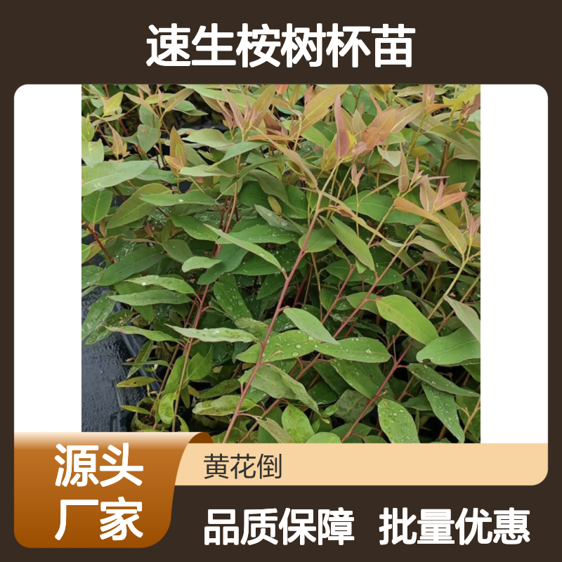速生桉树杯苗 种植基地直供 批发优选 耐寒耐旱
