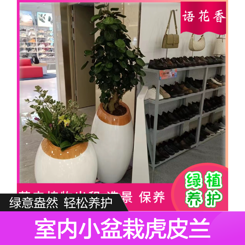 室内小盆栽虎皮兰 绿植盆栽组合租赁 适合办公室绿化摆放