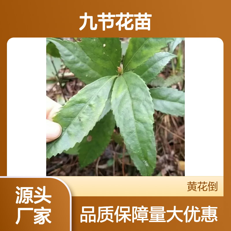 九节花苗 百亩种植 主产区直供 绿意盎然 观赏食用