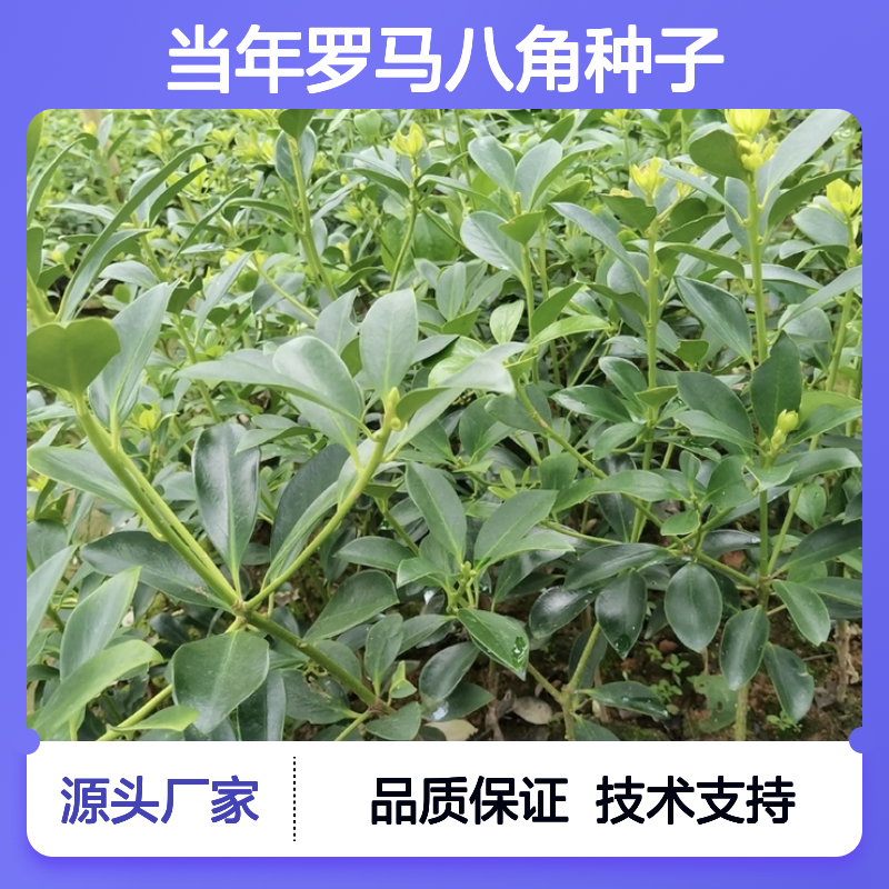 新采收当年罗马八角种子 苗木合作社自营免费技术指导