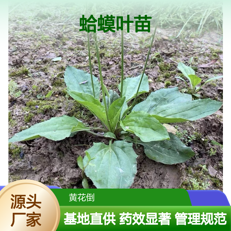 蛤蟆叶苗批发 基地直供 草本植物 管理规范 药效显著