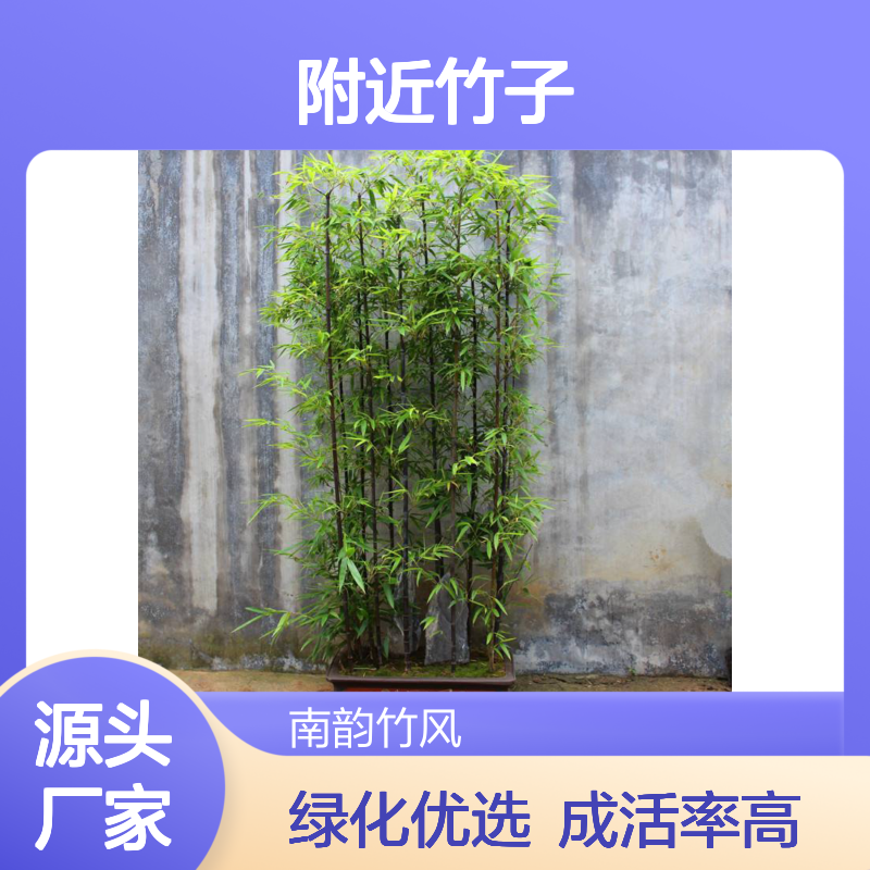 附近竹子批发市场 绿化苗木竹种植养护 沙土种植 成活率高
