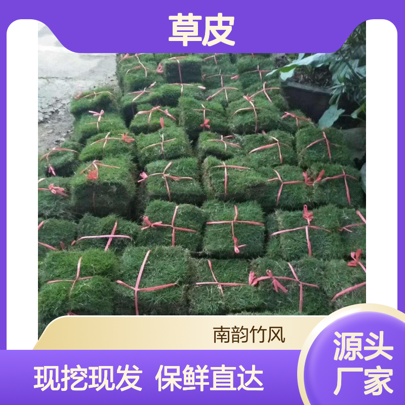 草坪种植 草皮批发 大叶油草草皮 公园广场专用 美观易打理 无病虫害