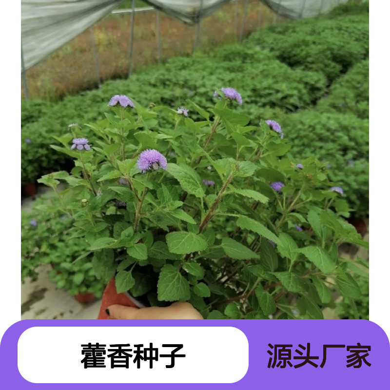 当年新收土藿香种子 产地一手货源免费技术指导