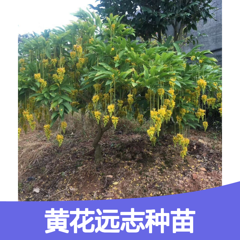 黄花远志种苗 批发常绿灌木植物 繁殖力强 生长旺盛