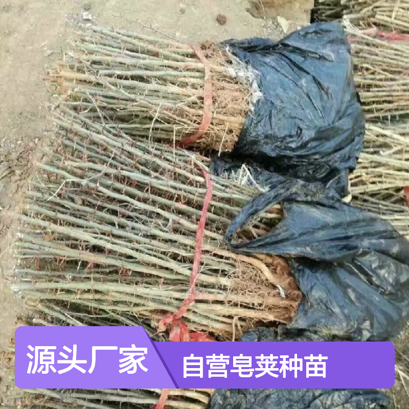 苗木合作社自营皂荚种苗 全程技术指导十几年苗木培育经验