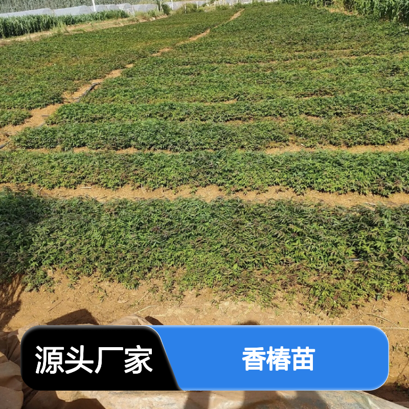 精选香椿苗 种植园直供 萌发快产量高 温室适用