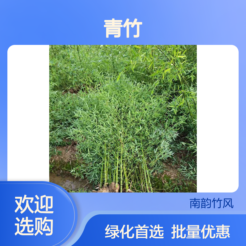 深 圳庭院绿化观音竹 小青竹竹场批发 南韵竹风