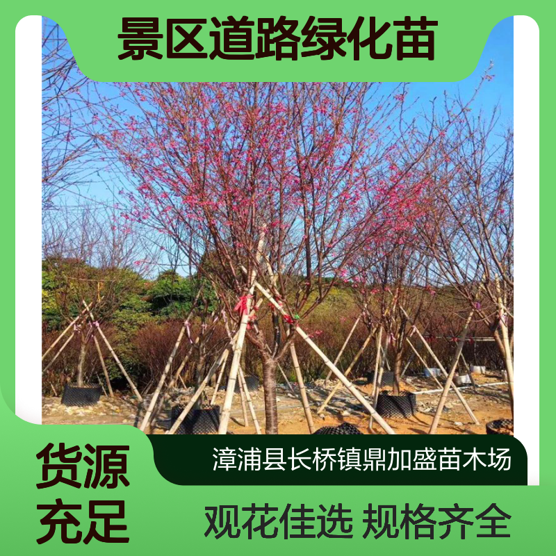 鼎加盛山樱花 规格齐全 观花佳选 景区道路绿化苗 胸径25cm