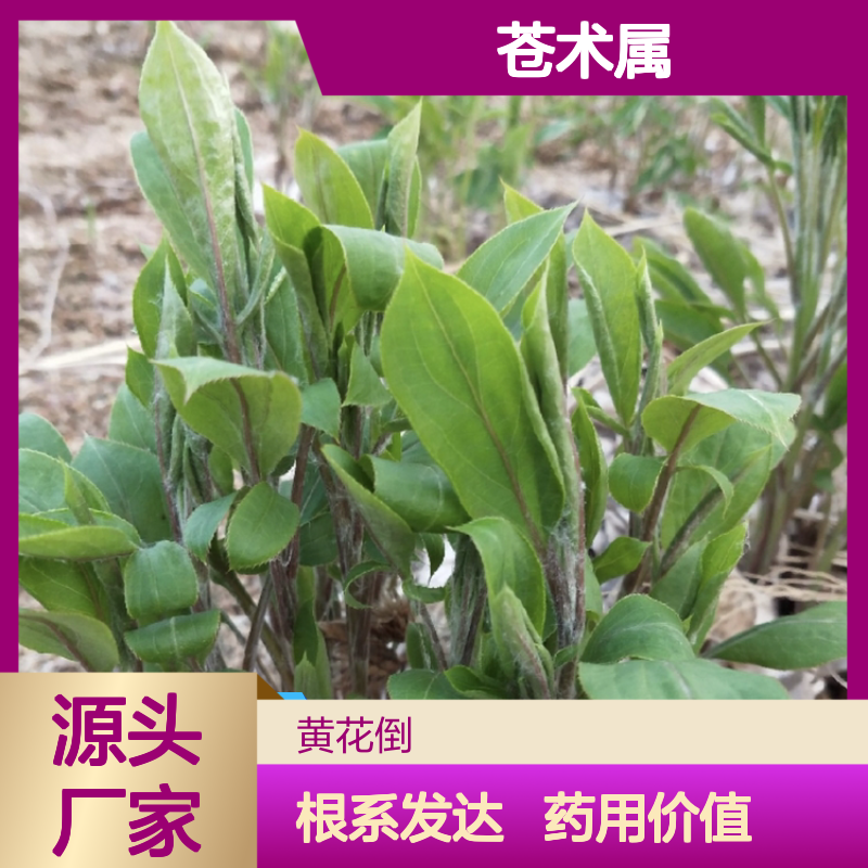 仓术苗批发供应 根系发达 苍术属植物 多年生长