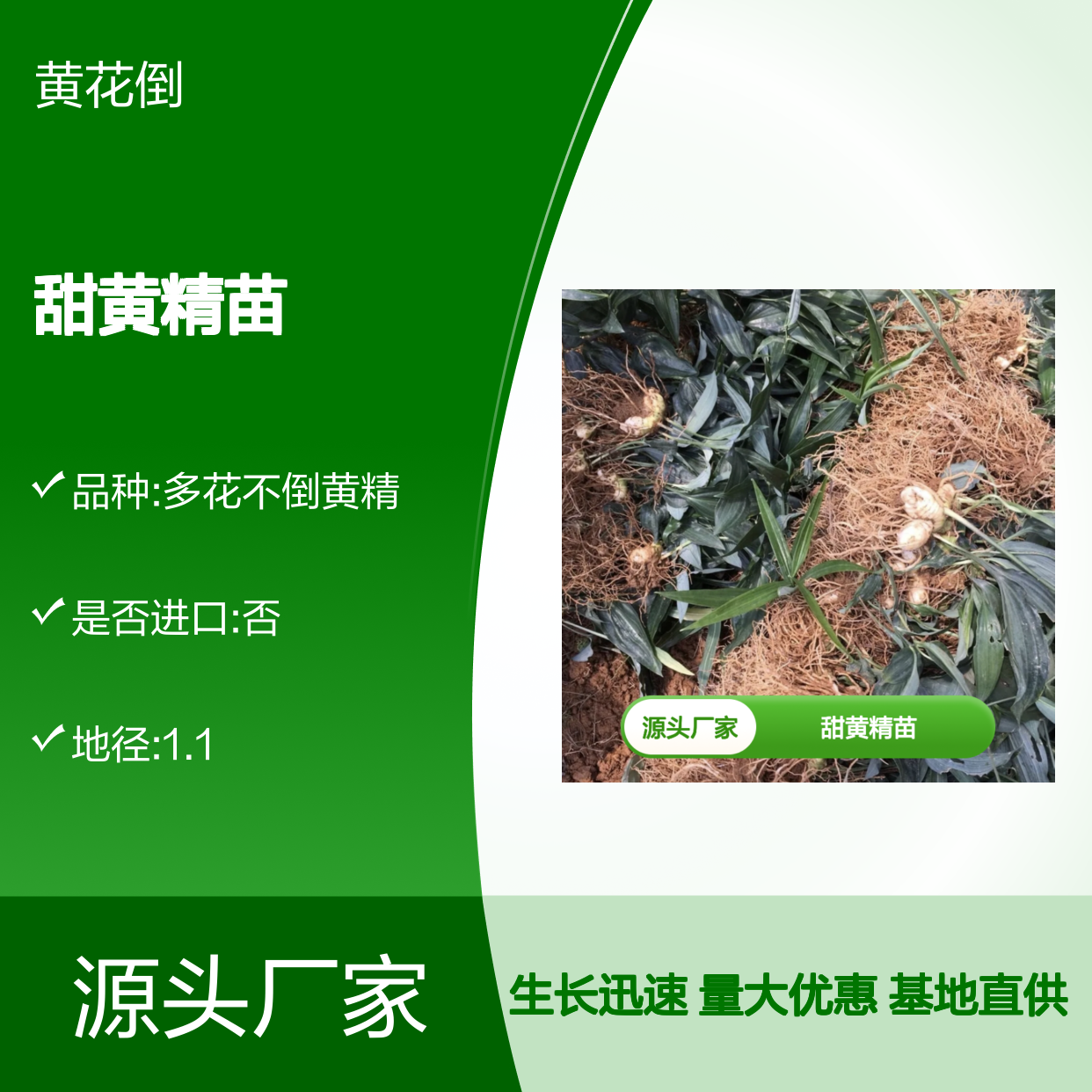 甜黄精苗 基地直供 无性繁殖周期短 栽培简单 产量高稳