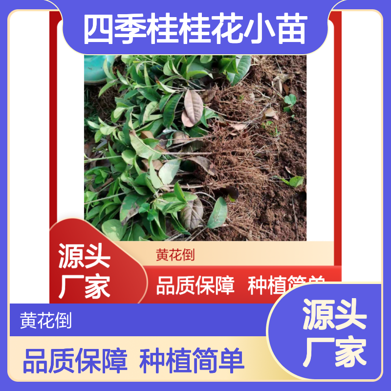 四季桂桂花小苗 优良品种家庭种植 清香扑鼻 叶片常绿