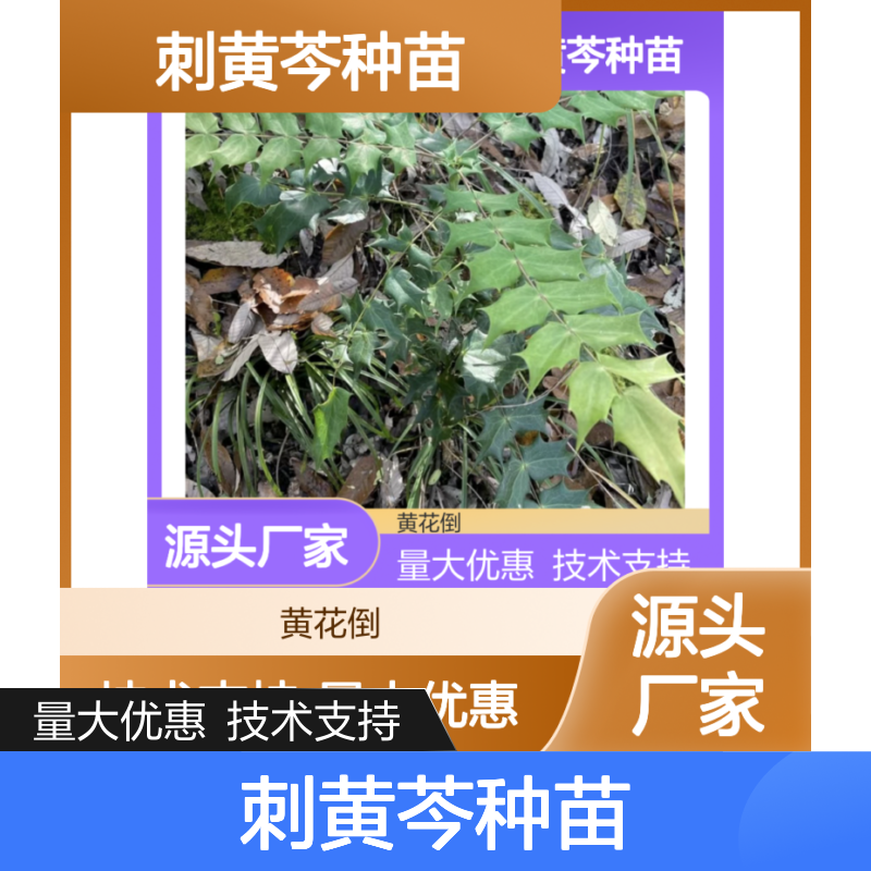 刺黄芩种苗 自营源头 园林优选 免费技术支持 品质保证