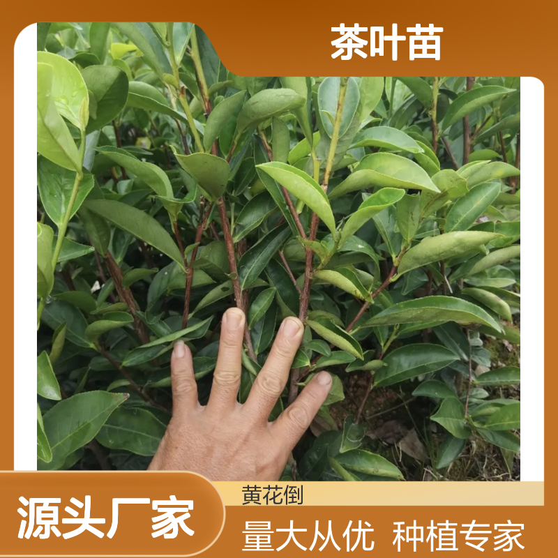 福云6号茶叶苗 基地直供 品质保证 种植专业 园林精选