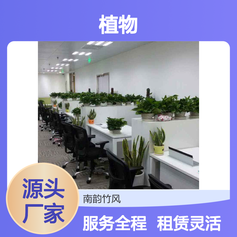 南韵竹风绿植租摆，承接绿化工程设计施工 成活率高