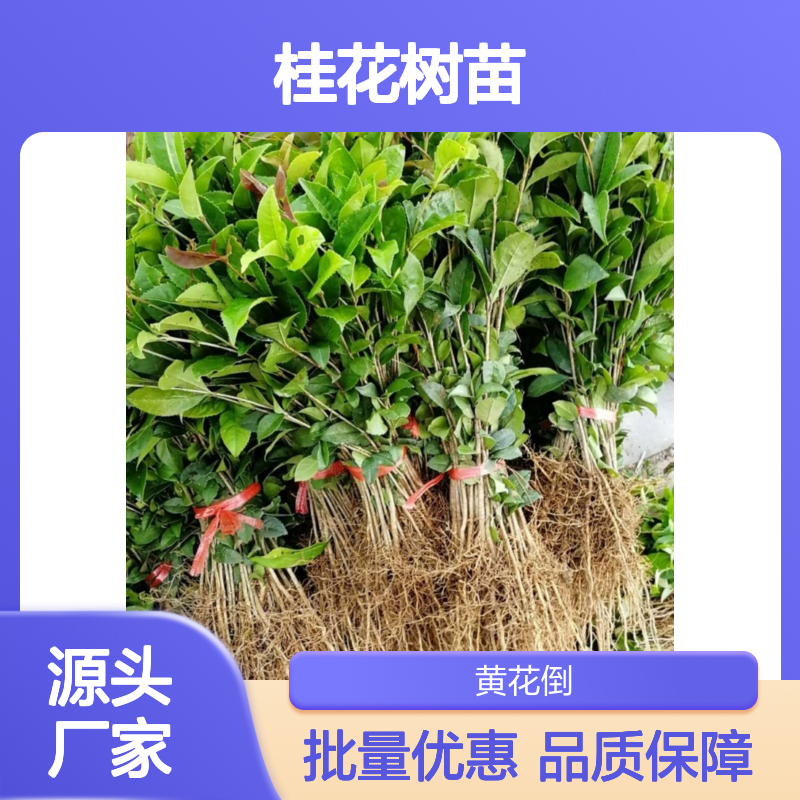 桂花种植区直供 优质桂花树苗批发 生长旺盛 适应性强