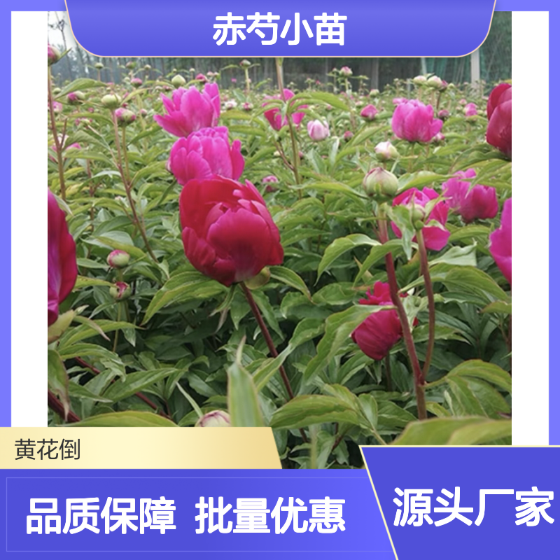 赤芍小苗 百亩种植区直供 园林植物 草本优选 根系发达