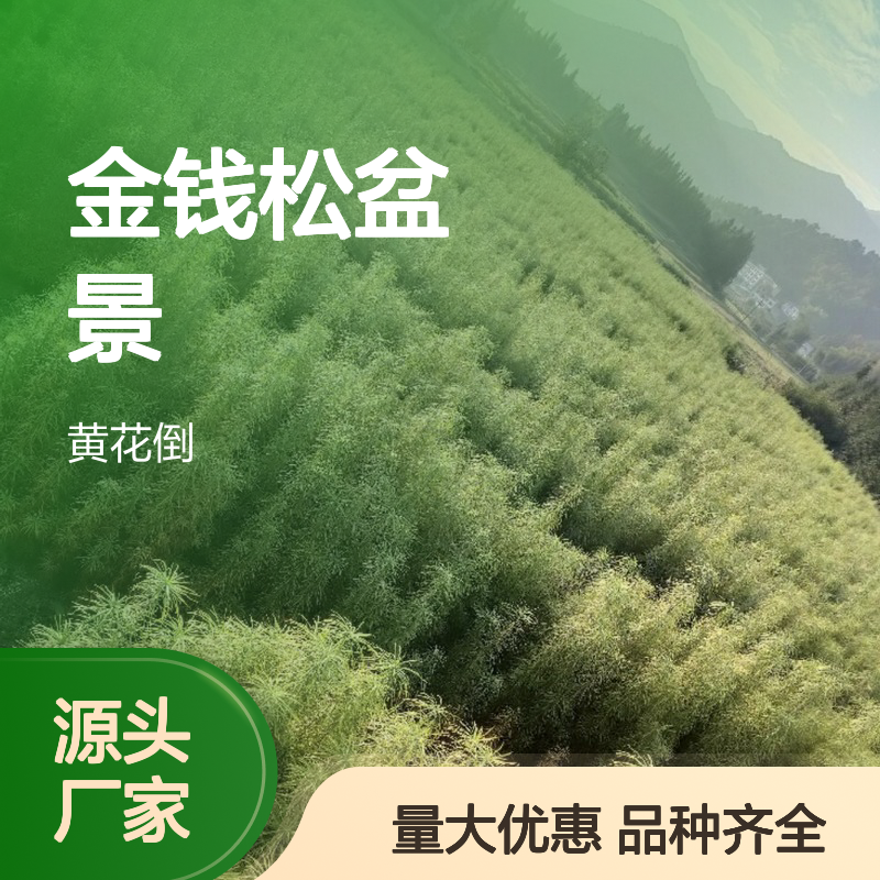 常年基地供应金钱松盆景 品种齐全质量保证根系发达种植好管理