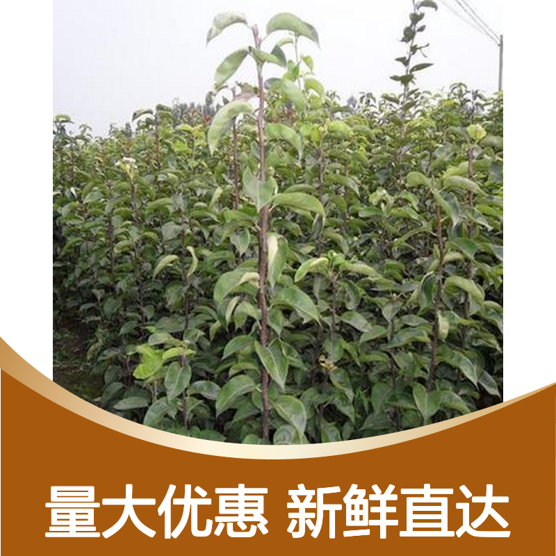 新鲜圆黄梨批发 产地直供味美多汁 果肉细腻 绿色健康