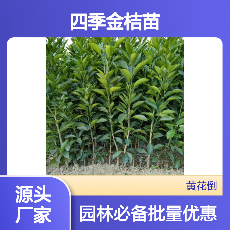 四季金桔苗 优良品种 批发供应 果香浓郁 易于栽培