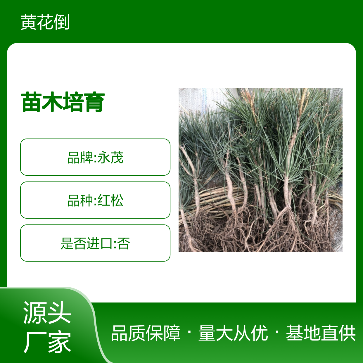 基地直供果松种苗 专业合作社培育 品质优良 适应性强