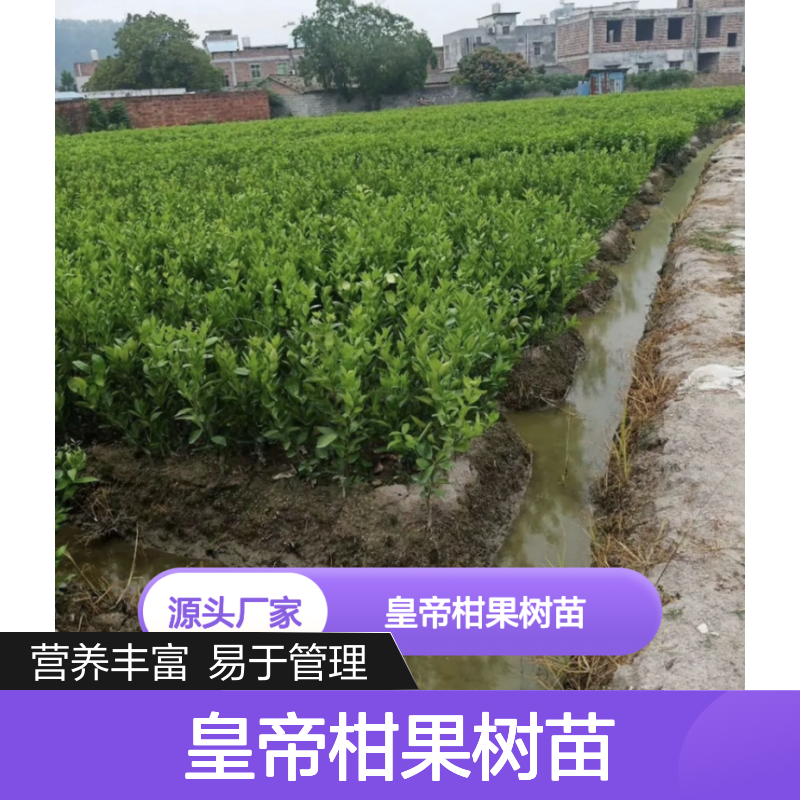 皇帝柑果树苗 主产区直供 基地批发 营养丰富 易于管理