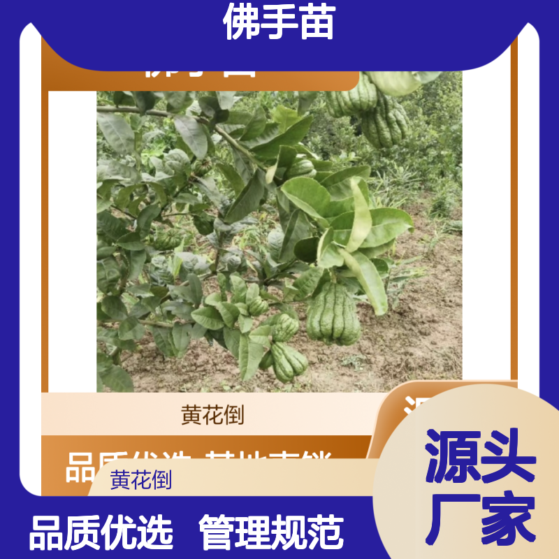 佛手培育主产区 优质佛手苗基地直供 管理规范