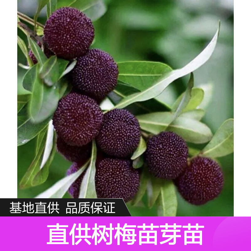 基地直供树梅苗芽苗 多年生根系发达 成活高规格齐全