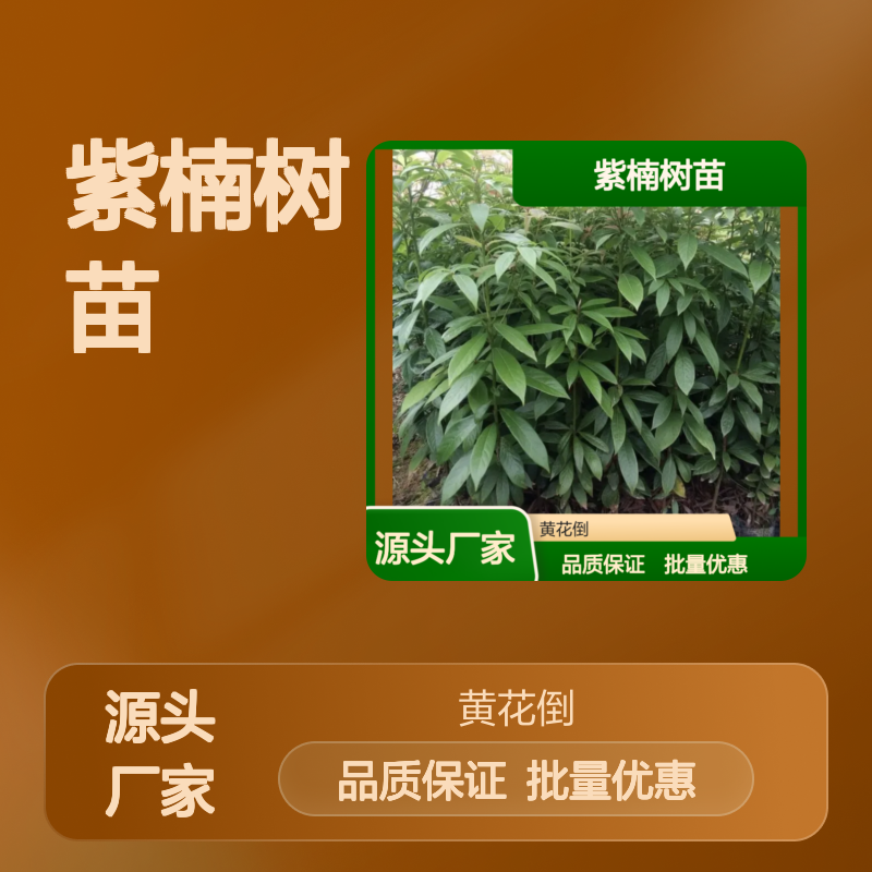紫楠树苗 百亩基地直供 纹理细密瑰丽 防虫防腐