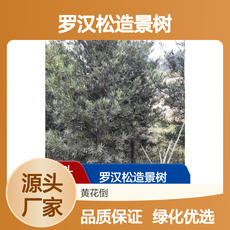 罗汉松造景树 百亩基地直供 绿化优选 易于养护
