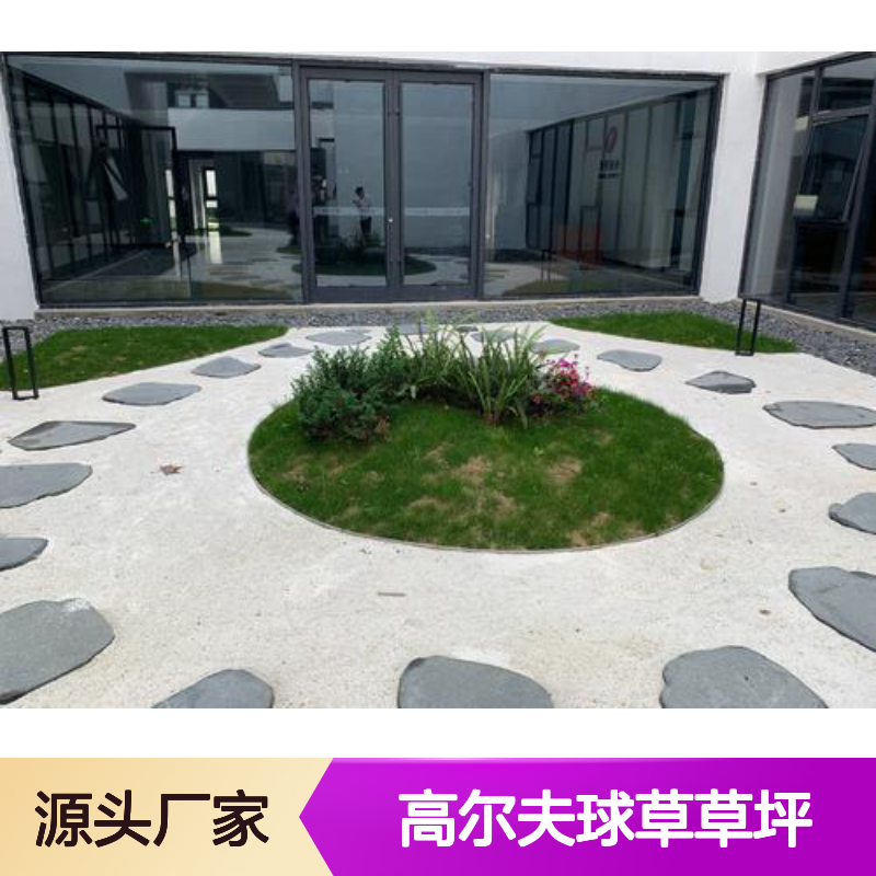 兰引三号机场高尔夫球草草坪 剪草专用 生长迅速 南韵竹风