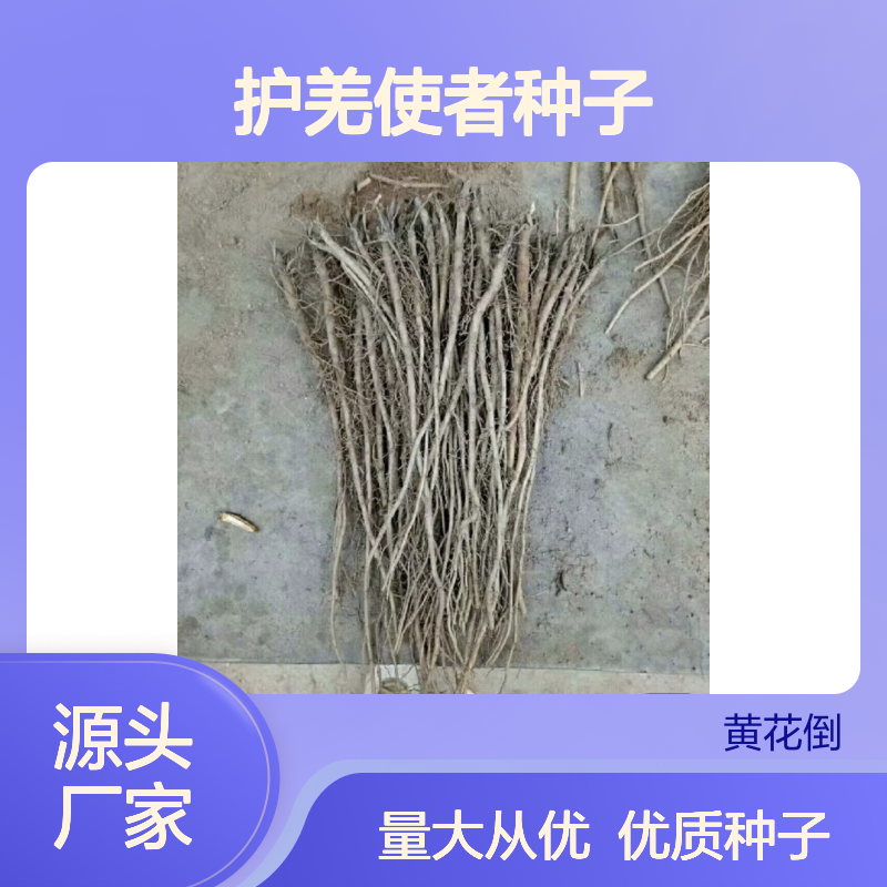 当年采收护羌使者种子 自营基地免费技术指导