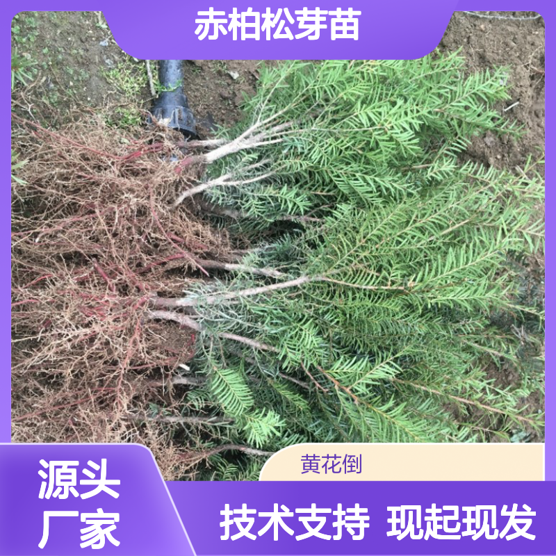 现起赤柏松芽苗 全程指导 培育经验 郁闭度佳 排水良好