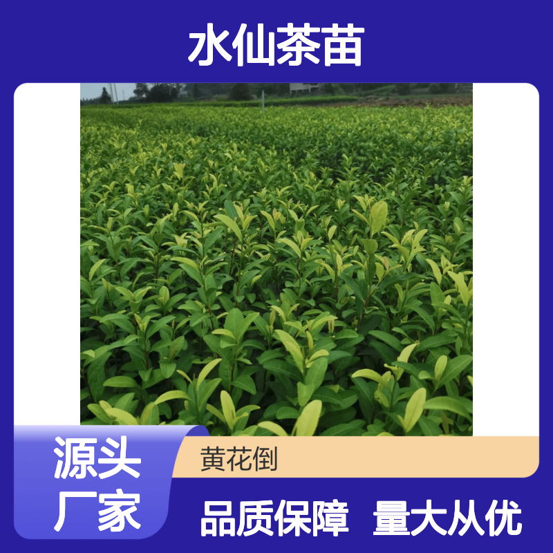 水仙茶苗 百亩主产区直供 品质优良 种植专业 成活率高