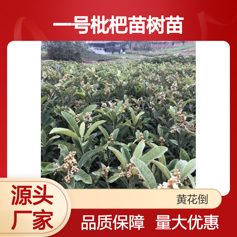 一号枇杷苗树苗 产地直供果树 生长健壮 适应性强