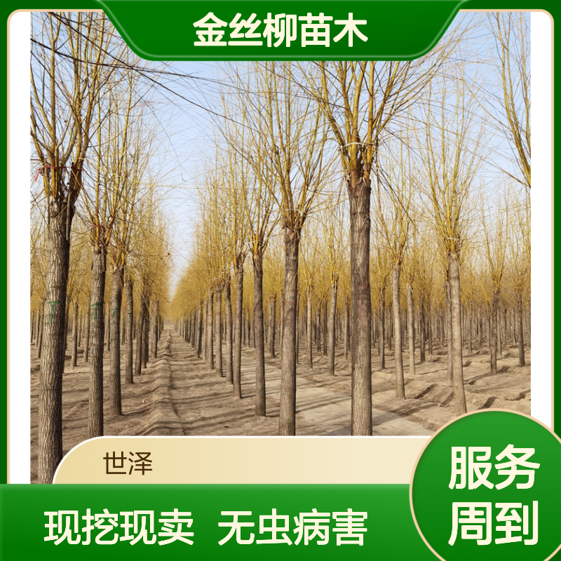金丝柳苗木 12-15-18公分 基地加农户 现挖现卖 无病虫害 种类多样