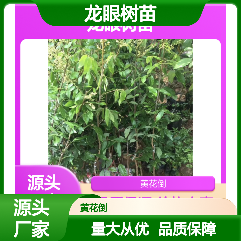东边勇龙眼树苗果大质优 干脆清甜 适应性强 诚信经营