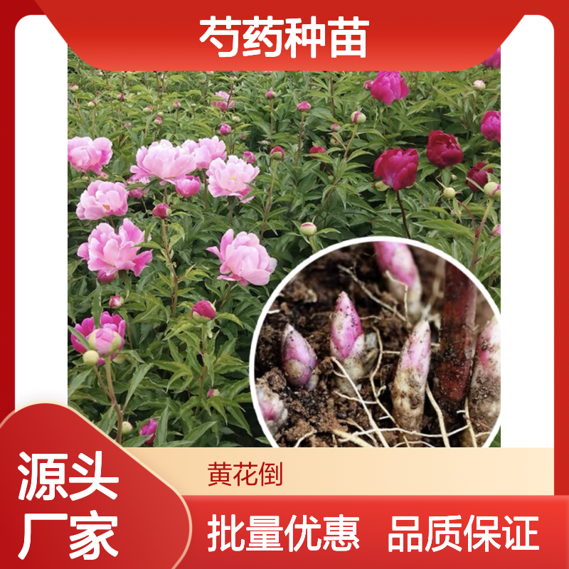 芍药种植区优质芍药种苗 批发供应 观赏性强 生长迅速