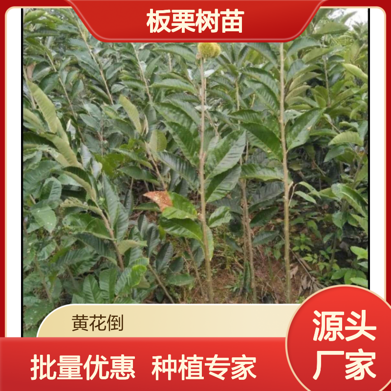 百亩种植园直供 板栗树苗批发 品质优良 出口基地