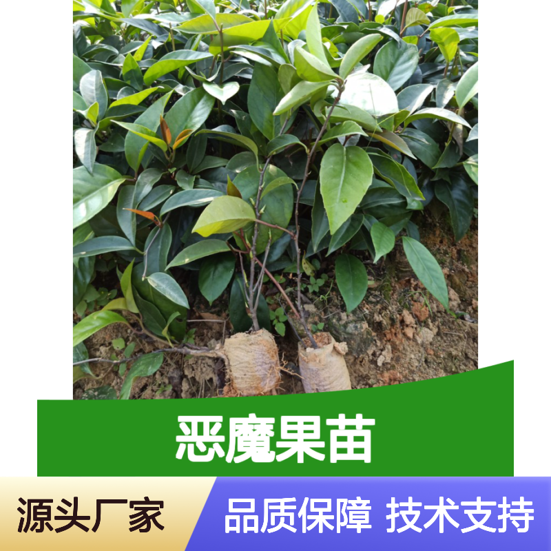 精选恶魔果苗 种植技术指导 基地直供 品质优良